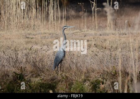 Grand Héron debout dans les hautes herbes Banque D'Images