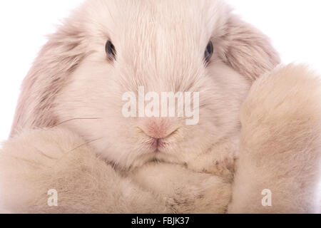 Mini lapin bélier blanc close up de face et pattes isolé sur fond whte Banque D'Images