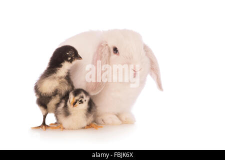 Mini lapin bélier blanc avec deux poussins noir et blanc isolé sur fond whte Banque D'Images
