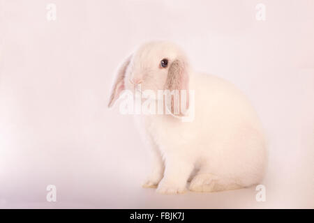 Mini lapin bélier blanc isolé sur fond gris Banque D'Images