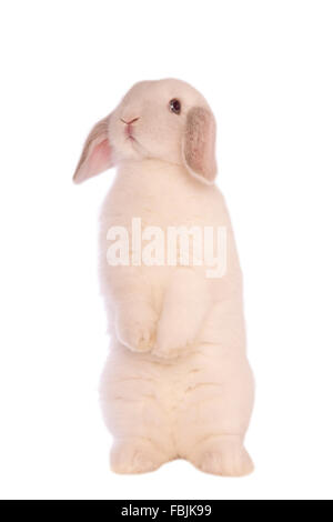 Mini lapin bélier blanc debout et regardant en bas isolé sur fond blanc Banque D'Images