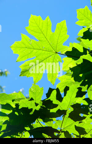 L'érable à grandes feuilles (Acer macrophyllum), Mary S Jeunes State Park, New York Banque D'Images