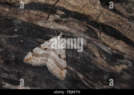 Treble-bar, millepertuis, Johanniskrautspanner Johanniskraut-Spanner, Inchworm, Aplocera spec., Anaitis spec. Banque D'Images