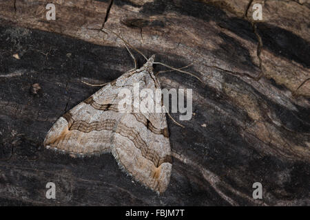 Treble-bar, millepertuis, Johanniskrautspanner Johanniskraut-Spanner, Inchworm, Aplocera spec., Anaitis spec. Banque D'Images