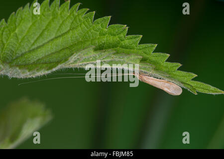 Long Horn, de carex, de phryganes longhorn longicorne Casemaker, phryganes, Köcherfliege Oecetis Leptoceridae, spéc. Banque D'Images