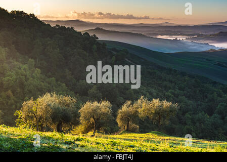 Arbres et vergers sur le champs italien. Toscane journée d'automne. Banque D'Images