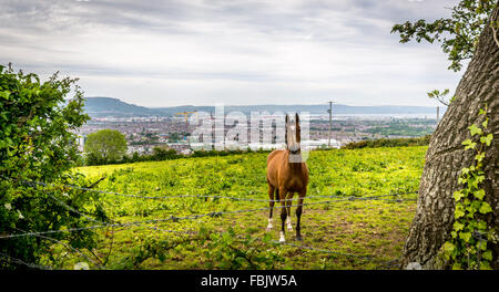 Un beau cheval se trouve dans un champ irlandais remplis d'herbe surplombant la ville de Belfast Banque D'Images