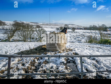 Un cheval se cache derrière une balle de foin dans la neige champ irlandais. Banque D'Images