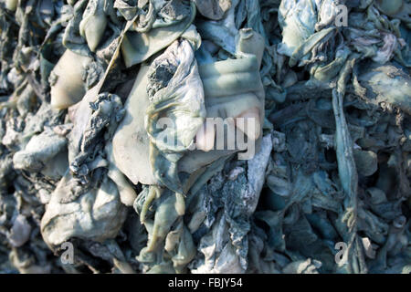 DHAKA, BANGLADESH 11 Janvier 2016 : Paysages de tannerie polluée à Hazaribag Hazaribagh à Dhaka le 11 janvier 2016. Le ministre des Industries Amir Hossain Uma a ordonné la tannerie, propriétaires d'avancer leurs établissements dans les 72 heures à partir de Hazaribagh à la ville industrielle de cuir à Savar, dans la banlieue de Dhaka. La région de Dhaka Hazaribagh, largement connu pour ses industries de la tannerie, a été répertorié comme l'un des 10 meilleurs endroits sur terre polluée avec 270 tanneries enregistré au Bangladesh, et autour de 90-95 pour cent sont situés à 8 000 à 12 000 employant Hazaribagh. Banque D'Images