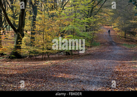 Cycliste Vélo sur bridleway dans la forêt d'Epping, aux couleurs de l'automne et les feuilles caduques mixtes de l'bridl tapis Banque D'Images