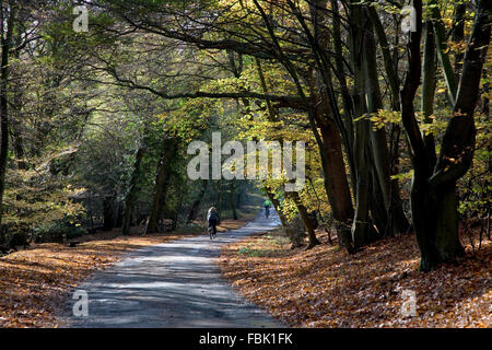 Deux cyclistes, le vélo le long d'une ruelle tranquille dans la forêt d'Epping, avec l'afficheur automne feuilles de hêtre aux côtés de l'allée, Octobre 2009 Banque D'Images