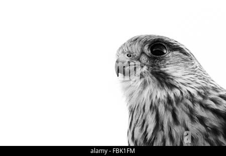 Kestrel Portrait Monochrome Banque D'Images