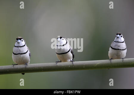 Double-prescription Finch, Taeniopygia bichenovii, trois sur tige de roseau Banque D'Images