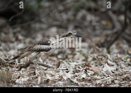 Large-billed, Burhinus grallarius gel de jour, faire la posture Banque D'Images