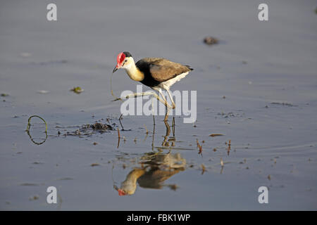 Comb-crested Jacana, Irediparra gallinacea, montrant longs orteils Banque D'Images