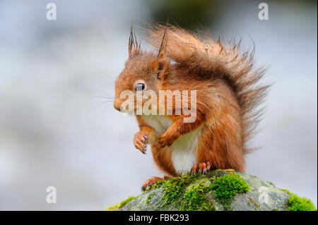 L'Écureuil roux (Sciurus vulgaris) perché sur moss couverts boulder aux côtés de Cotter Beck dans la pluie, dans le Yorkshire, Cotterdale Banque D'Images