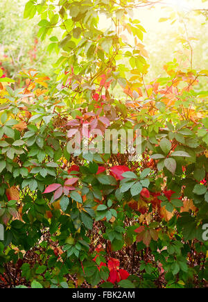 Les feuilles d'automne coloré et lumineux de vigne sauvage dans le jardin Banque D'Images