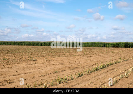 Récolte de maïs récolté en partie à la production de biogaz, de Bawdsey, Suffolk, UK. Banque D'Images