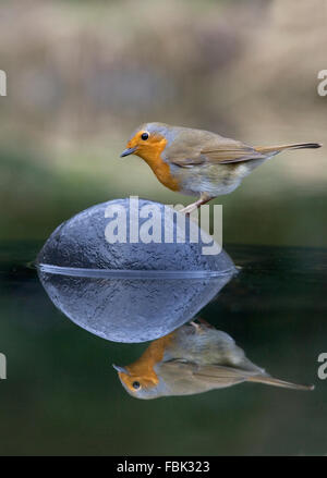 European Robin (Erithacus rubecula aux abords) perché sur une pierre au milieu d'un étang de jardin, avec réflexion, Bentley. Suffolk, Februar Banque D'Images