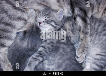 Peu agréable et amusant de chatons Scottish Fold dormir enlacés Banque D'Images