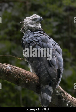 (Harpia harpyja harpie), Parque das Aves, Foz do Iguaçu, Brésil Banque D'Images