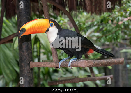 Toucan Toco (Ramphastos toco) à une station d'alimentation, Parque das Aves, Foz do Iguaçu, Brésil Banque D'Images