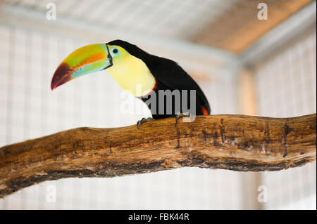 Toucan est assis sur un perchoir dans un cache Banque D'Images