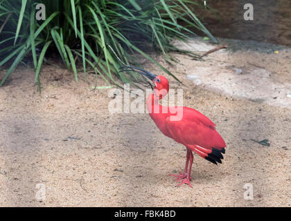 Ibis rouge (Eudocimus ruber), Parque das Aves, Foz do Iguaçu, Brésil Banque D'Images