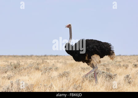 Beau mâle autruche marche dans une savane africaine Banque D'Images