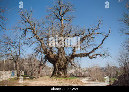 Vieil arbre énorme Banque D'Images