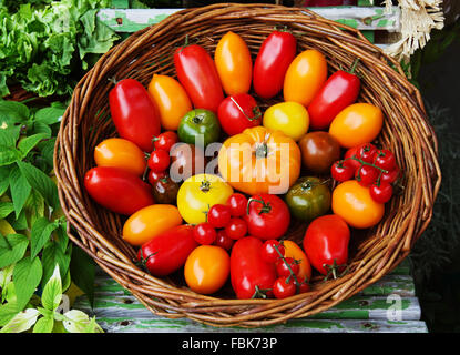 Différents types de tomates multicolores dans un panier au marché. Banque D'Images