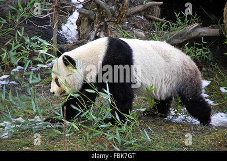 Grand Panda Bear walking in Zoo de Vienne, Autriche Banque D'Images