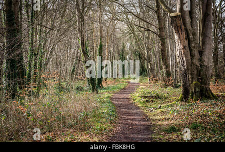 Un tissage chemin mène à travers une ancienne forêt dans le comté de Clandeboye Estate par l'Irlande du Nord. Banque D'Images