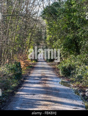 Une petite route mène à travers la campagne dans le comté de Down, Irlande Banque D'Images