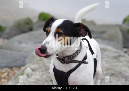 Jack Russell Terrier de lécher ses lèvres tout en se tenant sur des pierres sur la plage le port d'un collier et d'un faisceau Banque D'Images