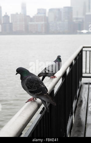 Les pigeons urbains perchés sur la fin de la jetée sur Jersey City waterfront sur une journée humide, brumeux à l'ensemble de la skyline de New York. Banque D'Images