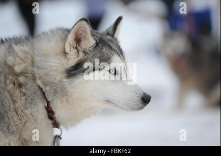 Blue Eyed Husky Sibérien en attente de Sled Dog Race start. Banque D'Images