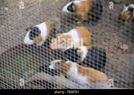 Les cochons produites pour l'alimentation vivre dans une cage à la Ferme des Serpents de Mae Sa à Mae Rim, Chiang Mai. Banque D'Images