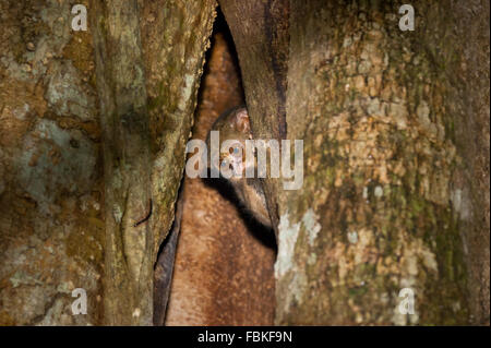 Un tasier est peeking de son nid sur un arbre dans la réserve naturelle de Tangkoko Batuangus dans le nord de Sulawesi, Indonésie. Banque D'Images