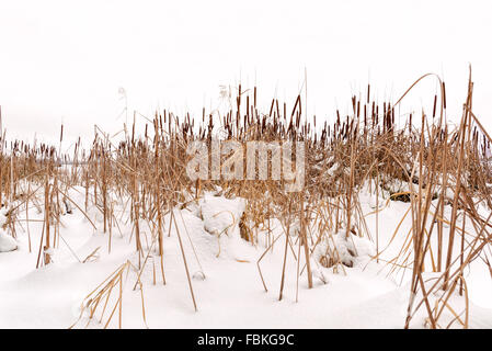 Typha latifolia fleurs sèches , également appelé les quenouilles, dans la neige près de la rivière Dniepr gelés couvertes par la neige en hiver, Banque D'Images