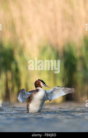 Grèbe huppé / Haubentaucher ( Podiceps cristatus ) de battre ses ailes, ressemble à un conducteur. Banque D'Images