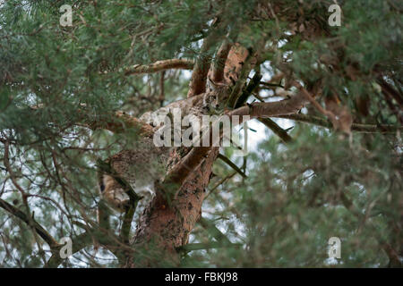 Deux Lynx Boréal / Eurasischer Luchs (Lynx lynx) est assis, les cuirs , grimpe haut dans un pin, bien camouflés. Banque D'Images