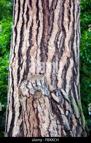 Vieux pin Pinus sylvestris texture tronc de l'arbre et l'écorce Banque D'Images