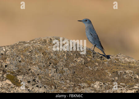 Blue Rock Thrush (Monticola solitarius), homme debout sur un rocher, Wadi Darbat, Dhofar, Oman Banque D'Images