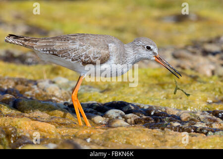 Chevalier arlequin (Tringa totanus), l'alimentation dans un marais, Qurayyat, Muscat, Oman Dhofar, gouvernorat Banque D'Images