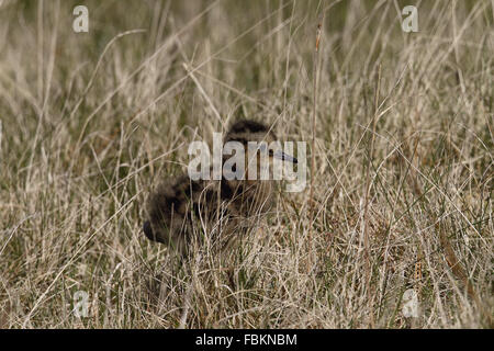 Courlis cendré (Numenius arquata) Chick Banque D'Images