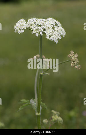 Berce du Caucase (Heracleum sphondylium) flower Banque D'Images