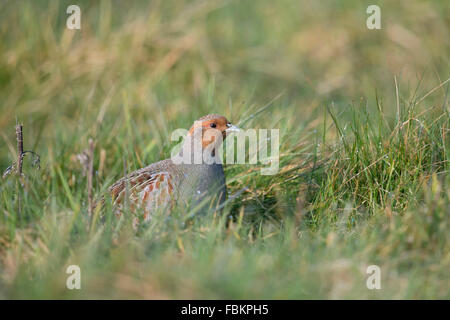 La perdrix grise / Rebhuhn ( Perdix perdix ) assis, se cachant dans l'herbe mouillée, de la faune, de l'Allemagne. Banque D'Images