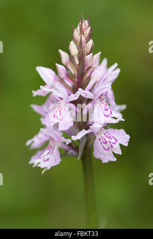 Heath Spotted Orchid (Dactylorhiza maculata) Banque D'Images