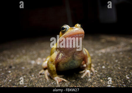 Grenouille rousse close up at night Banque D'Images